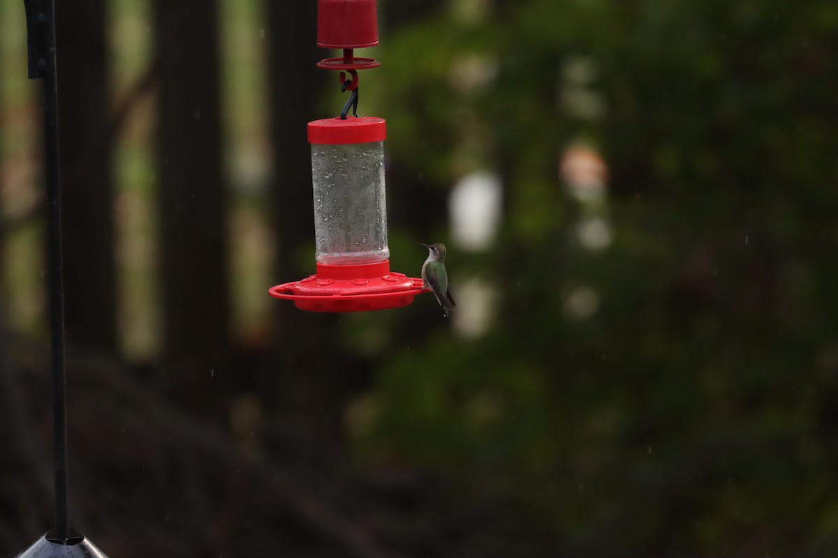 Black-chinned Hummingbird - ML610732096