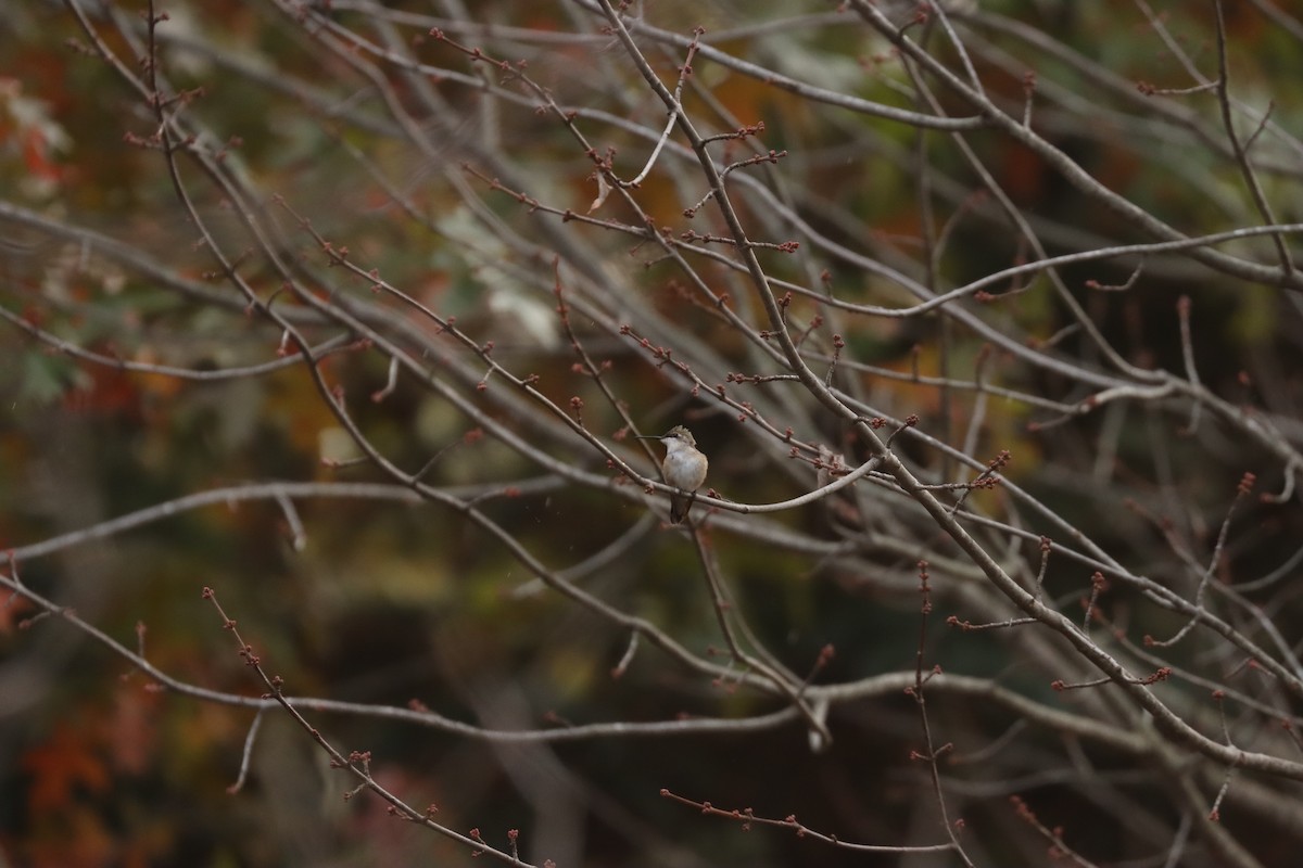 Black-chinned Hummingbird - ML610732098