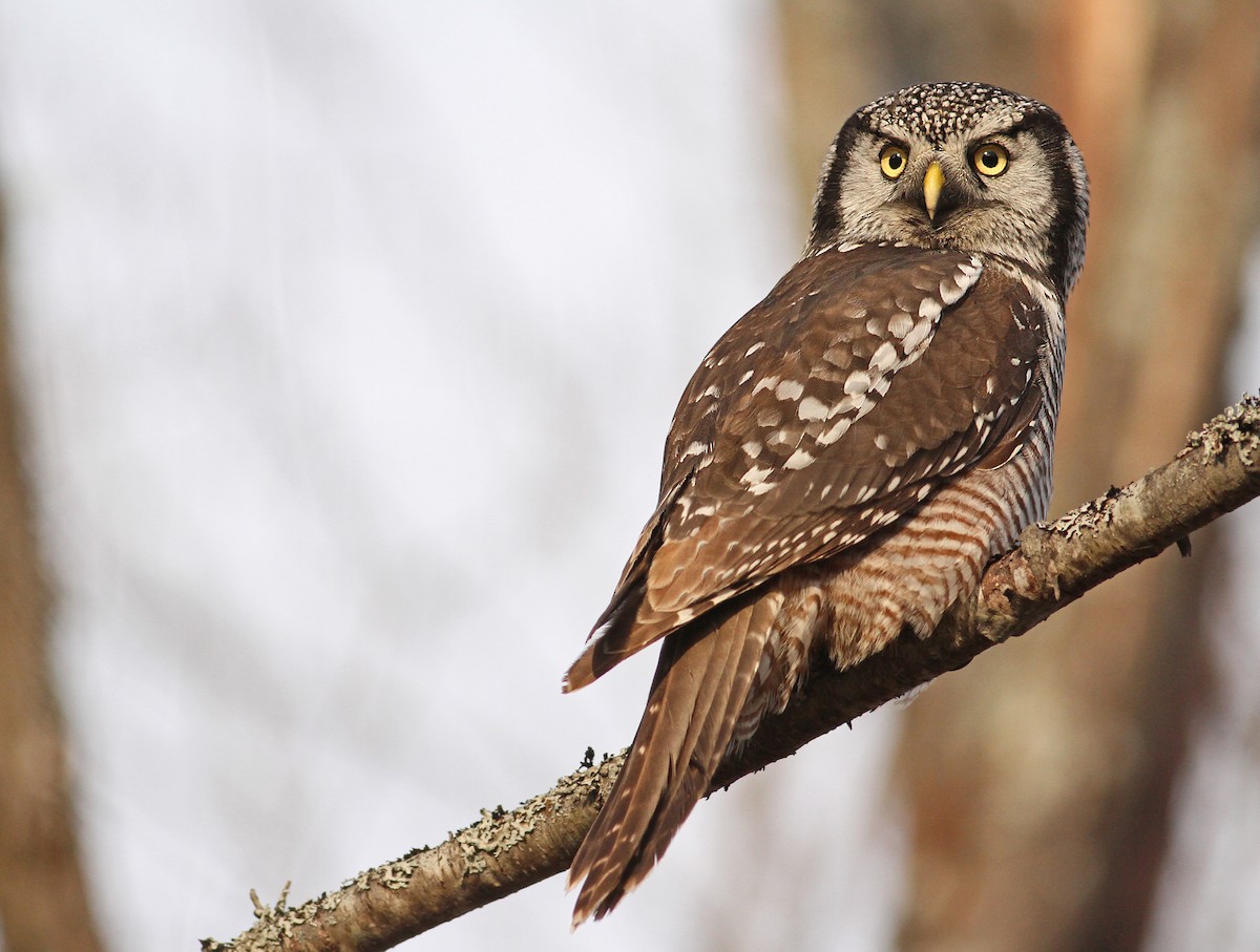 Northern Hawk Owl - ML61073231