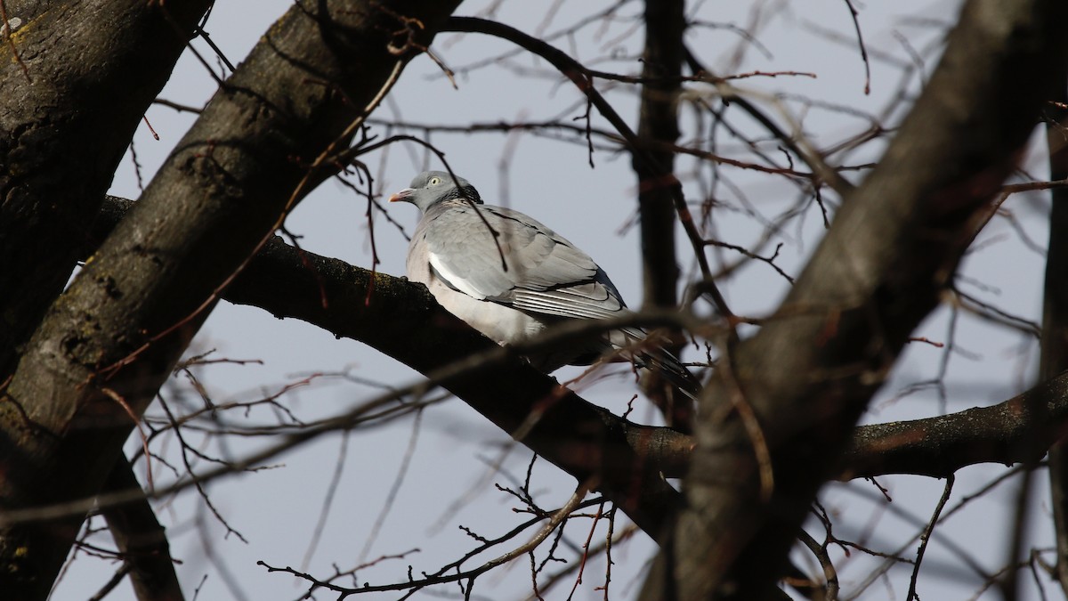 Common Wood-Pigeon - ML610732431