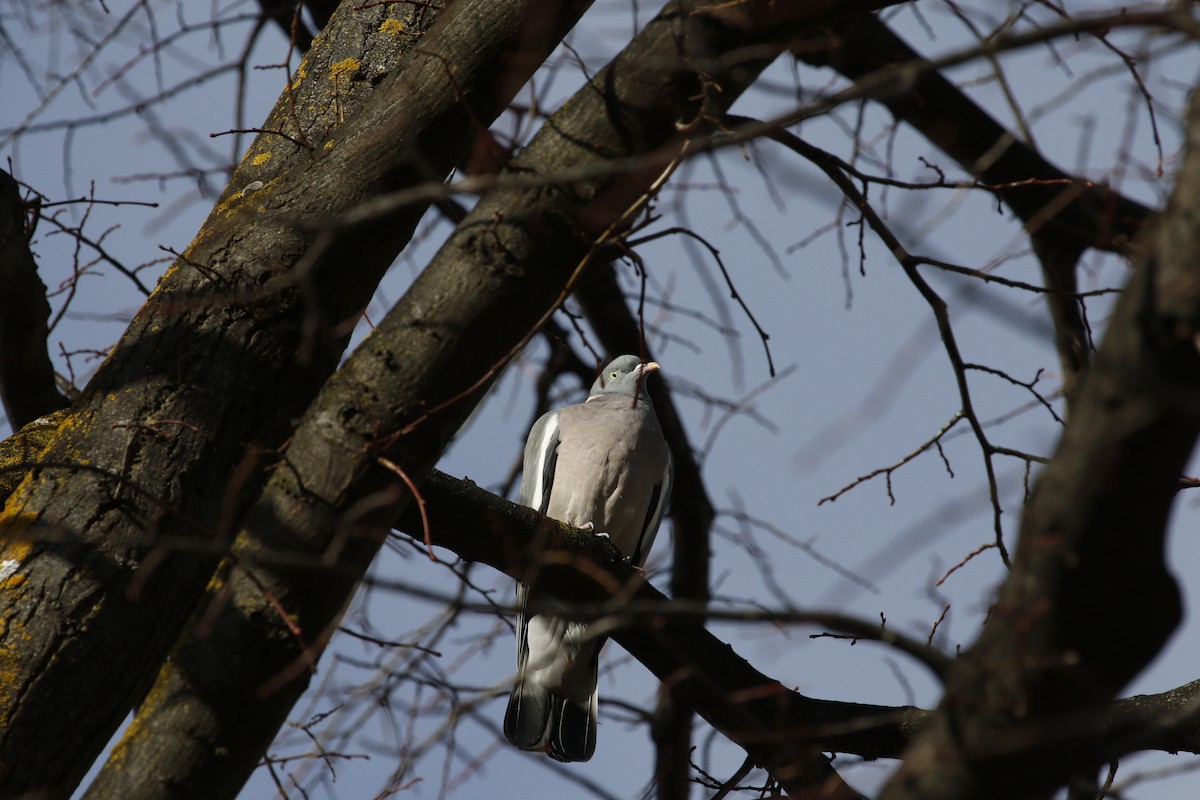 Common Wood-Pigeon - ML610732476