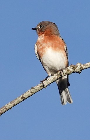 Eastern Bluebird - Kathleen Horn