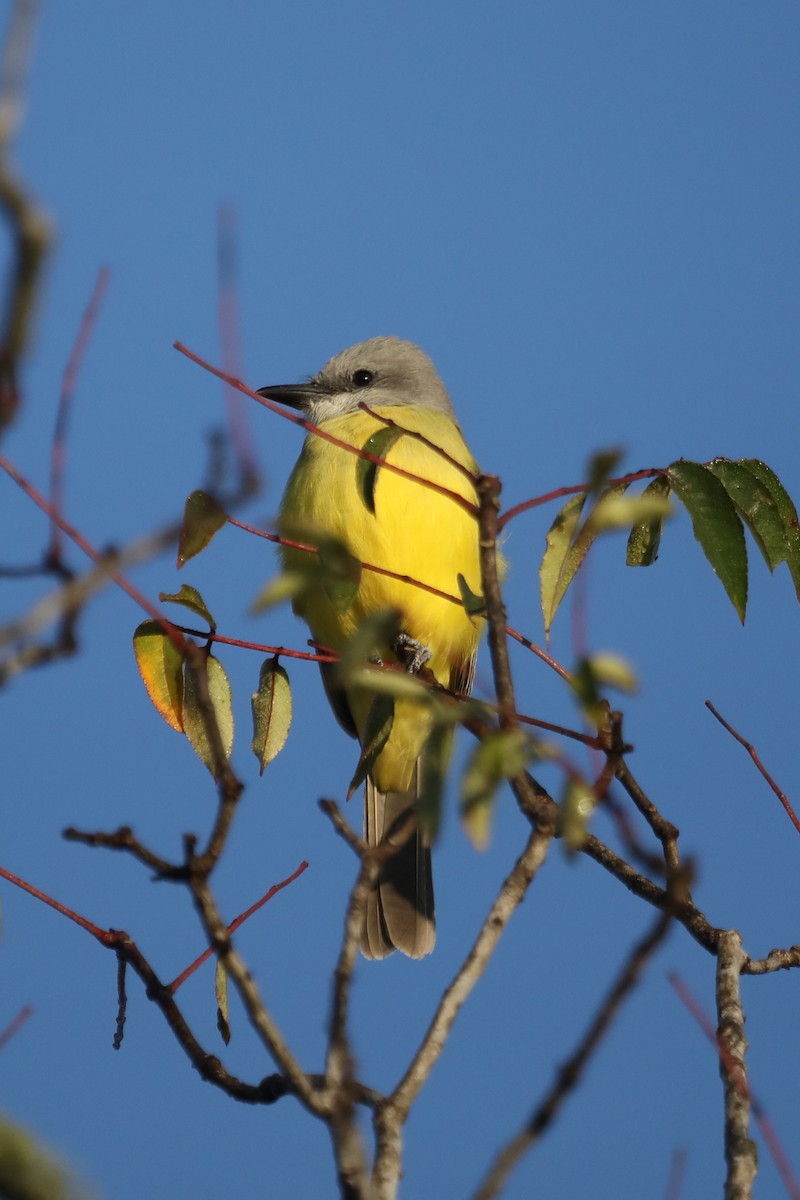 EBird Checklist 4 Nov 2023 Red River NWR Headquarters Unit 13 Species