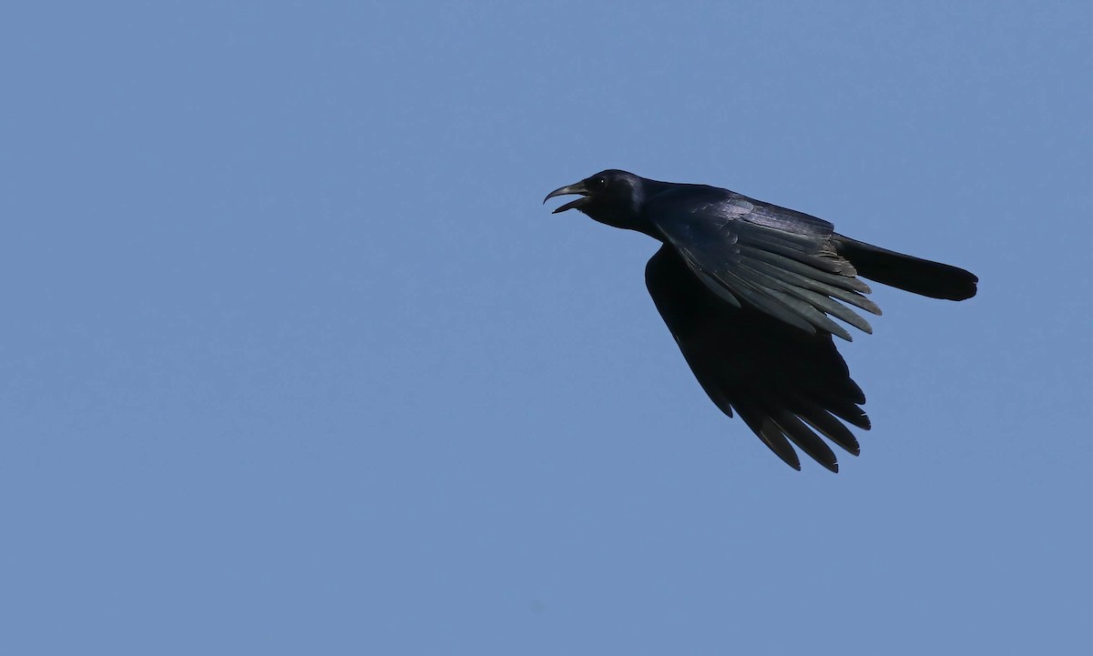 Sinaloa Crow - ML610732914