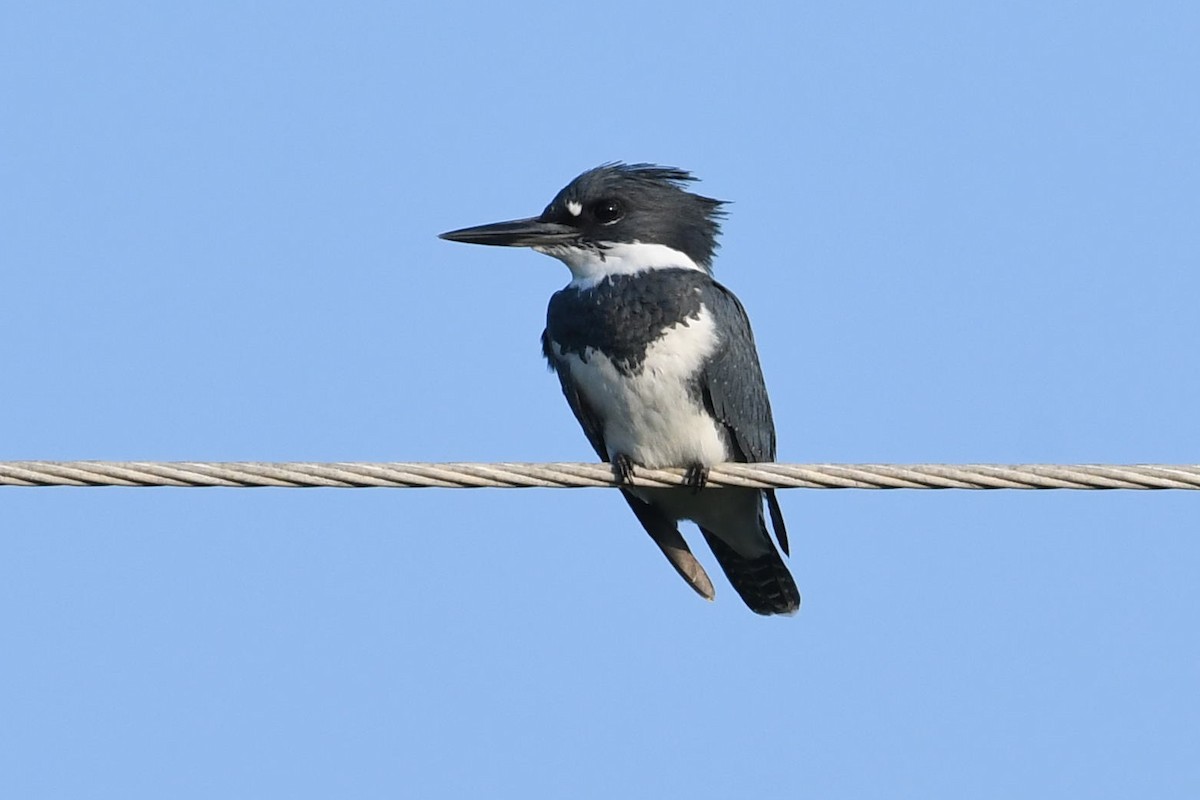 Belted Kingfisher - ML610733006