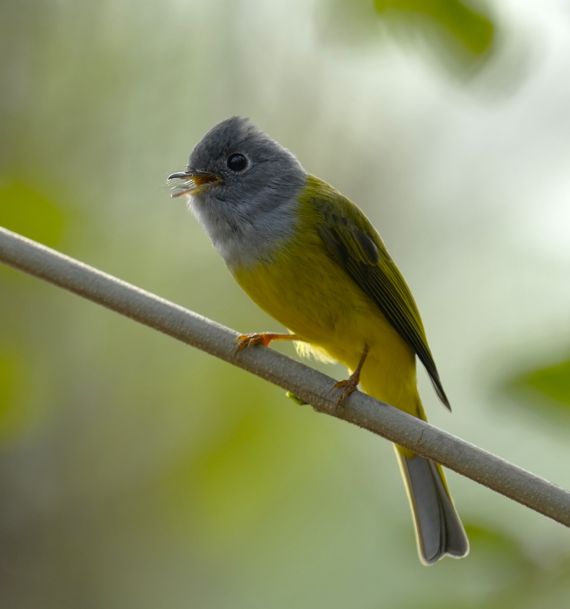 Gray-headed Canary-Flycatcher - ML610733086
