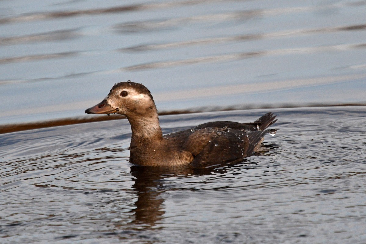 Long-tailed Duck - ML610733120