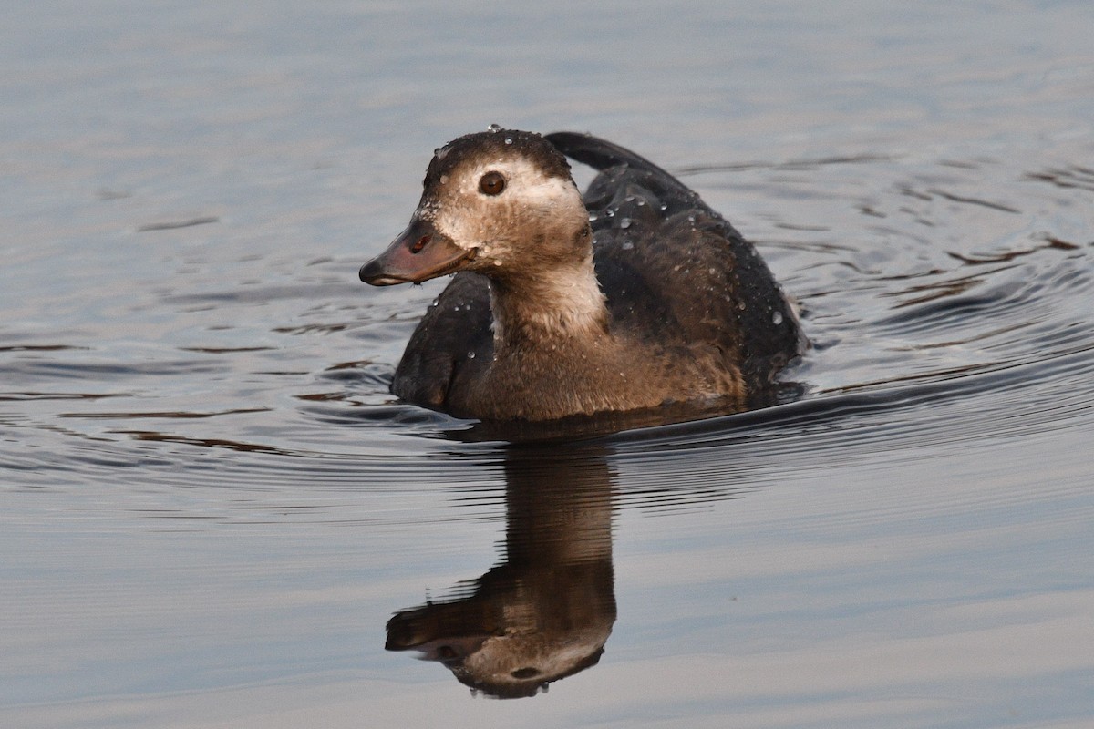 Long-tailed Duck - ML610733123