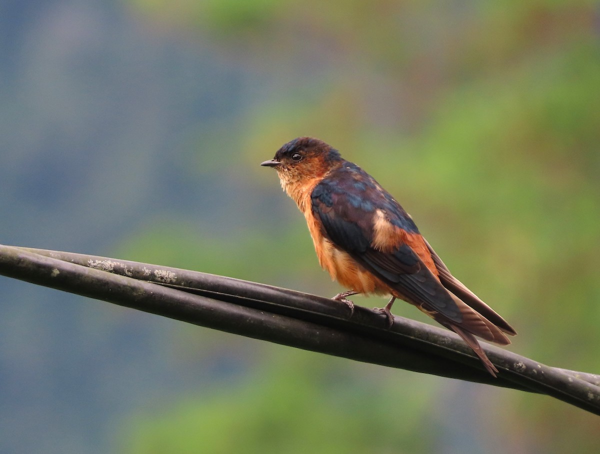 Sri Lanka Swallow - ML610733518