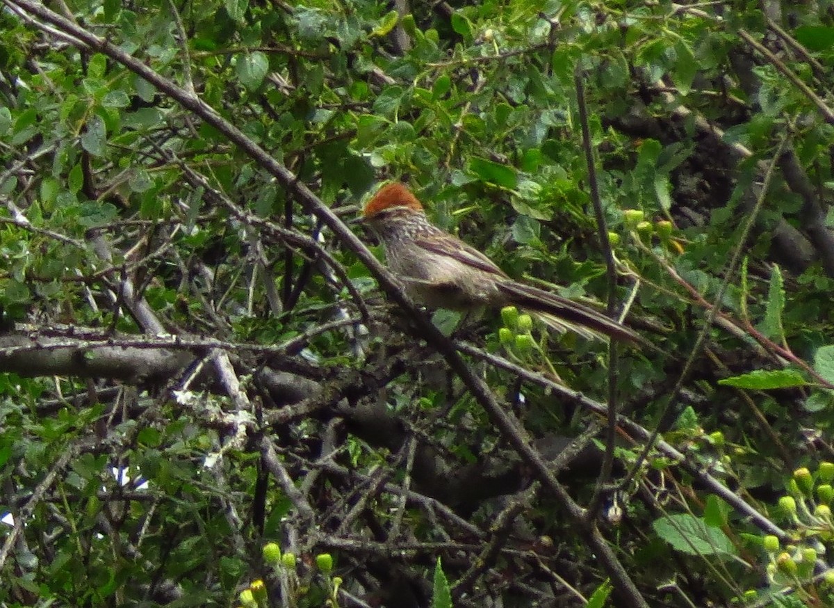 Rusty-crowned Tit-Spinetail - ML610734162