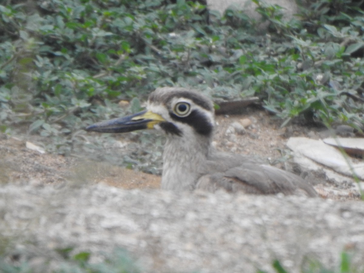 Great Thick-knee - ML610734169
