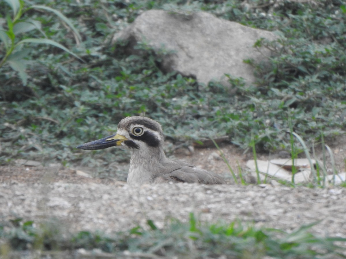 Great Thick-knee - ML610734170