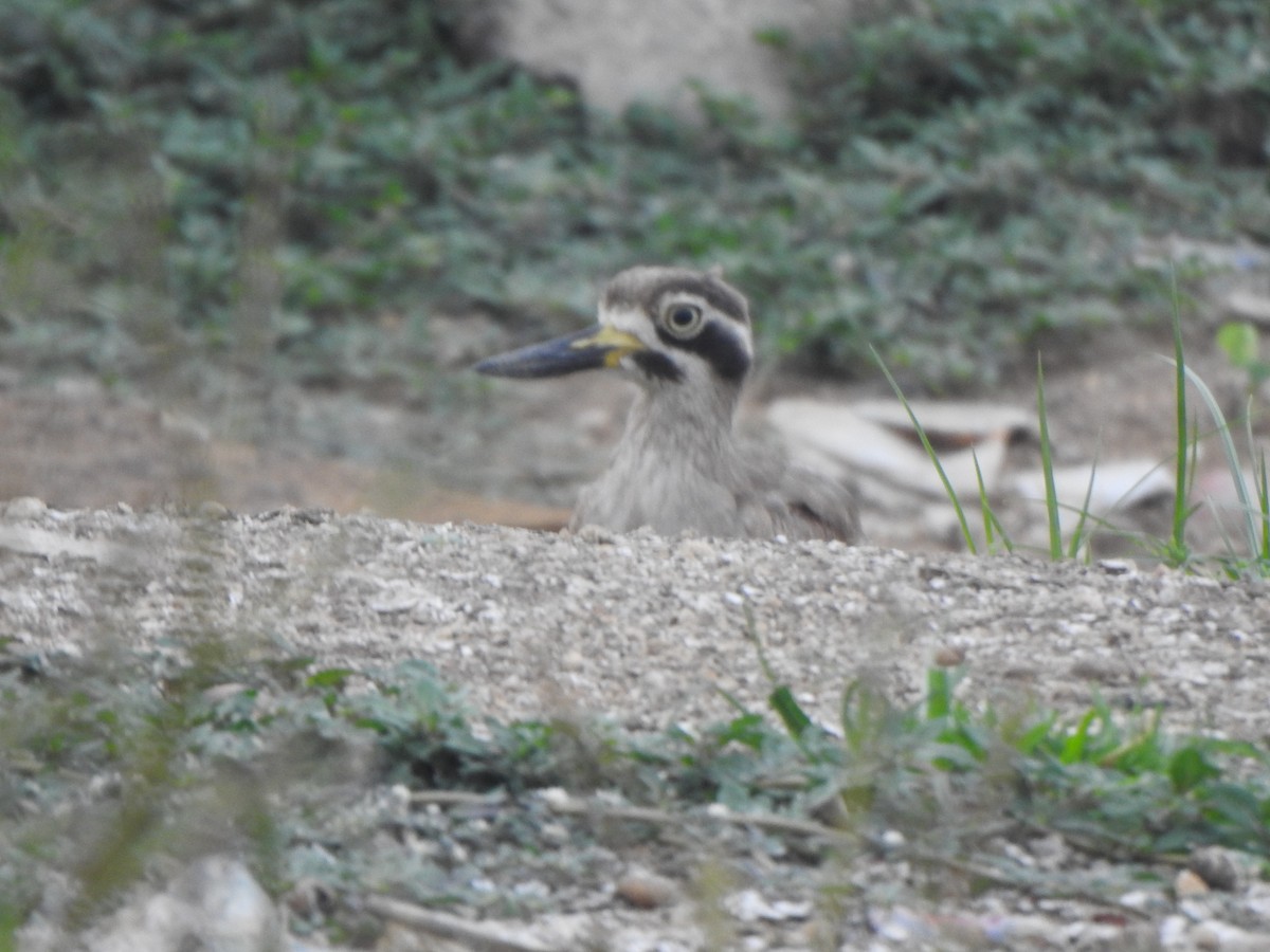 Great Thick-knee - ML610734215
