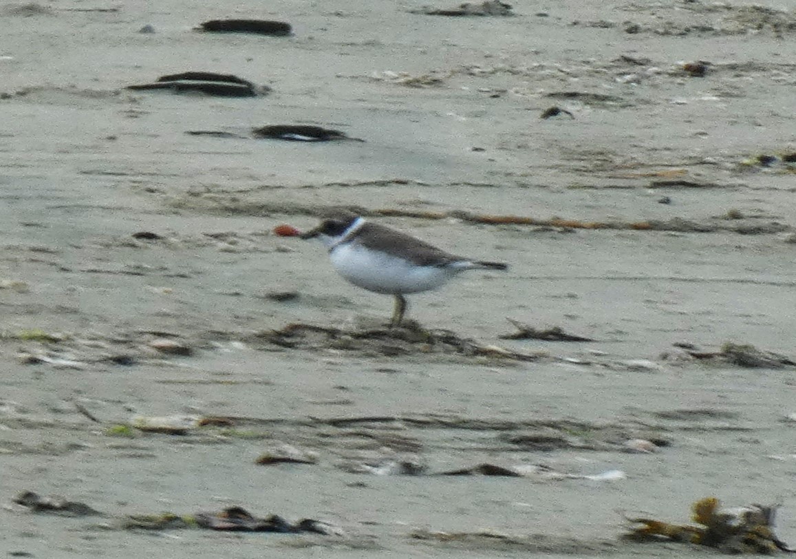Semipalmated Plover - ML610734235