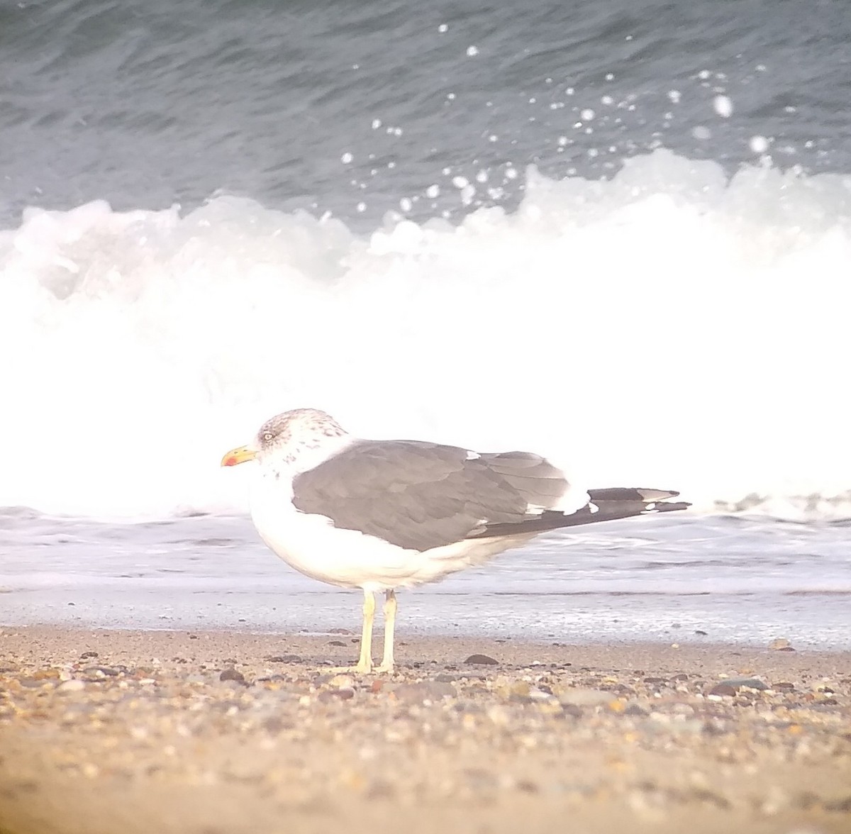 EBird Checklist 4 Nov 2023 Race Point 24 Species