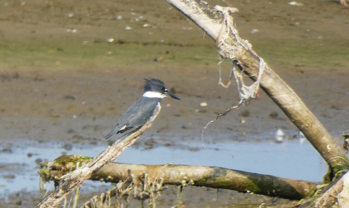 Belted Kingfisher - ML610734338