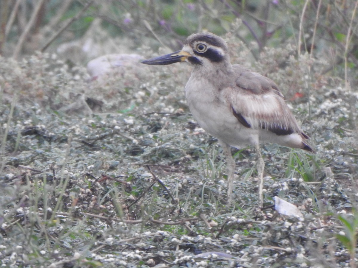 Great Thick-knee - ML610734360