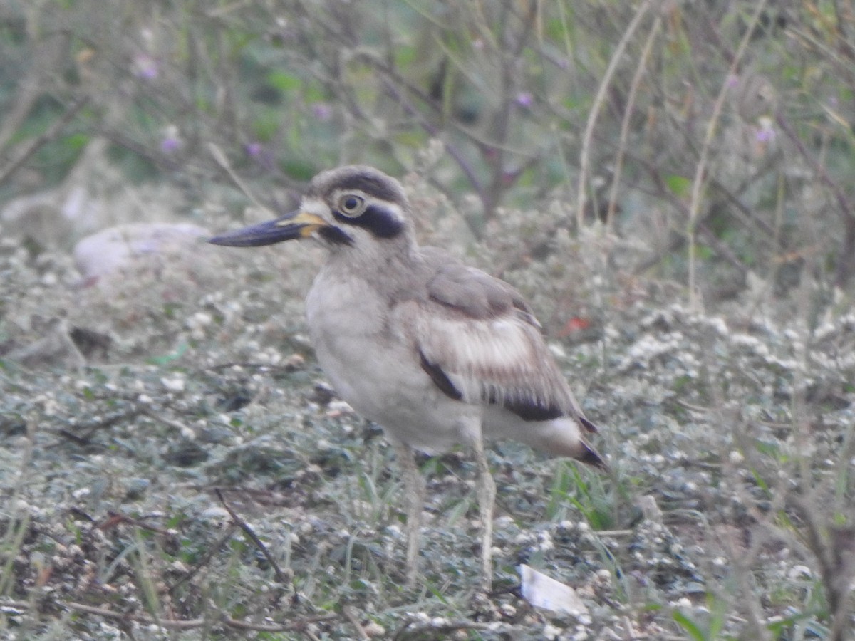 Great Thick-knee - ML610734362