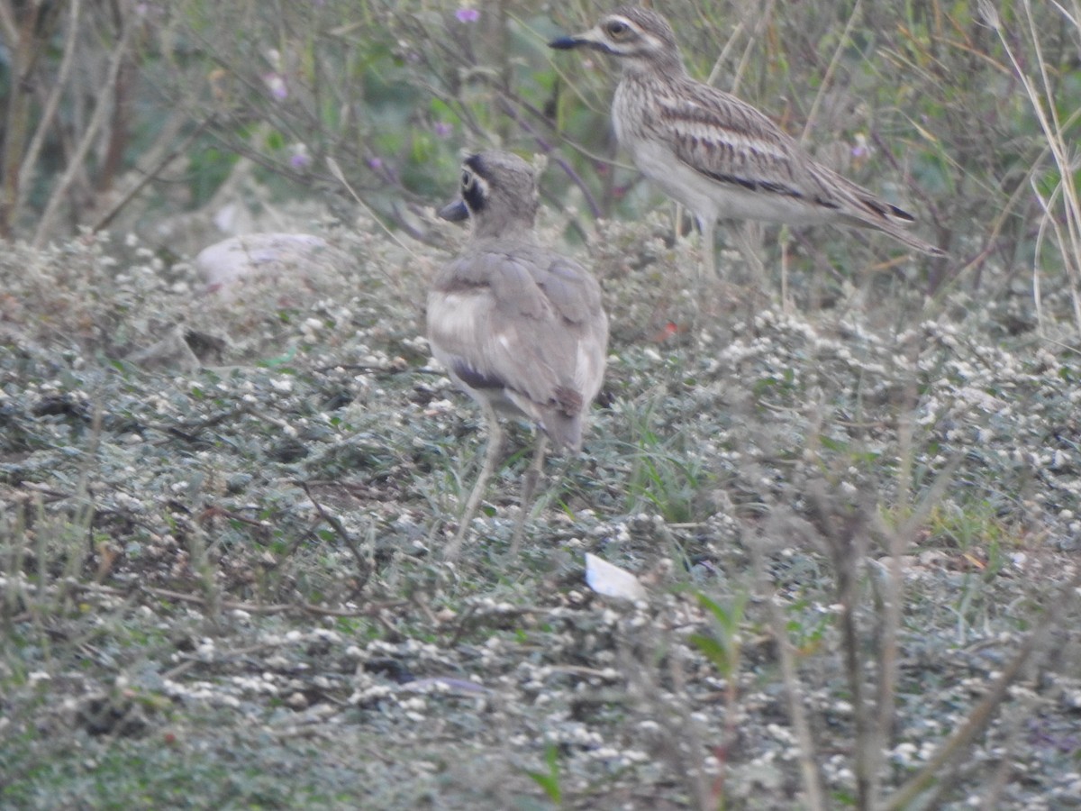 Great Thick-knee - ML610734383