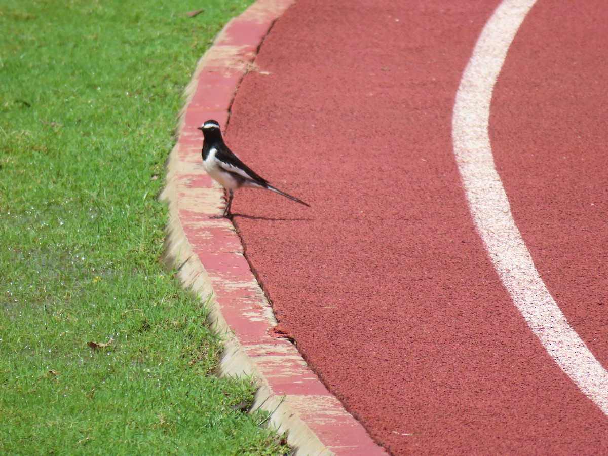 White-browed Wagtail - ML610734695