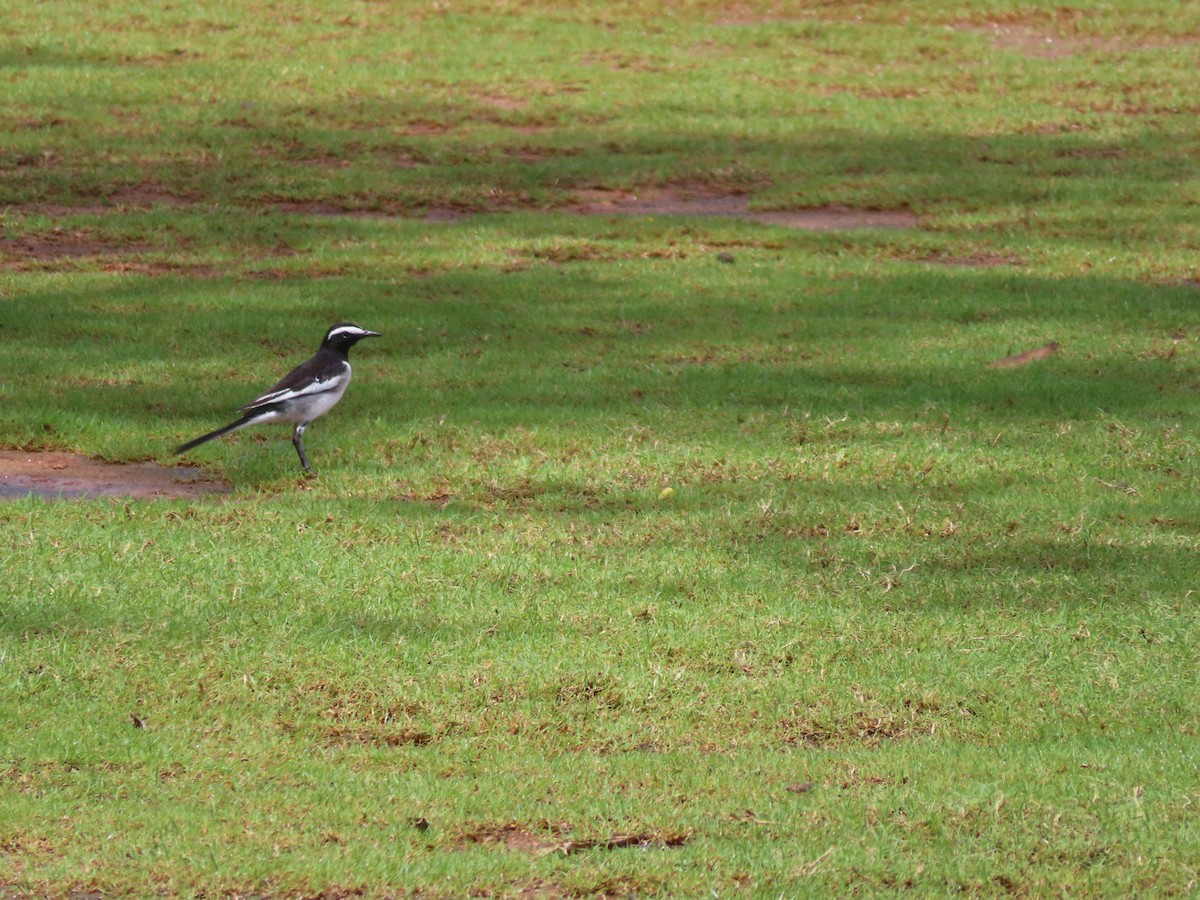White-browed Wagtail - ML610734696
