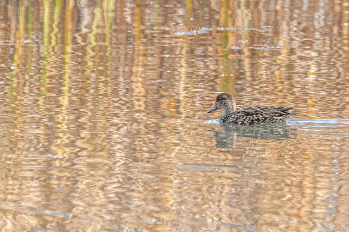 Green-winged Teal - ML610734720