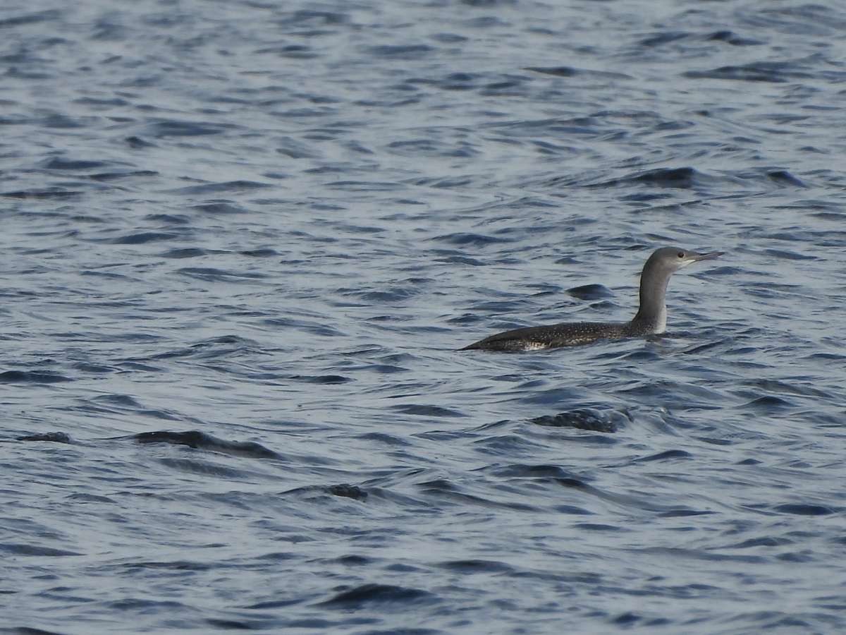 Red-throated Loon - ML610734743