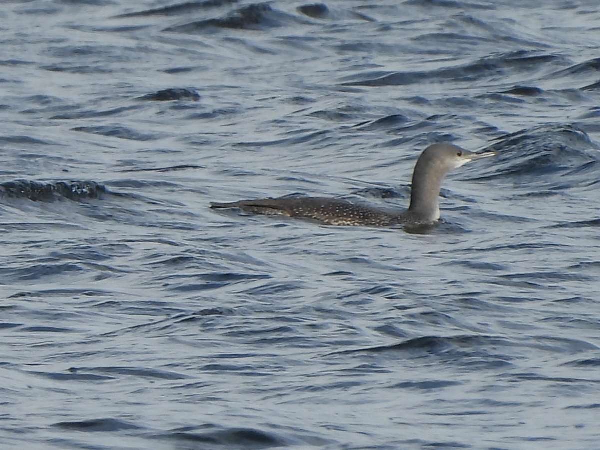 Red-throated Loon - ML610734744
