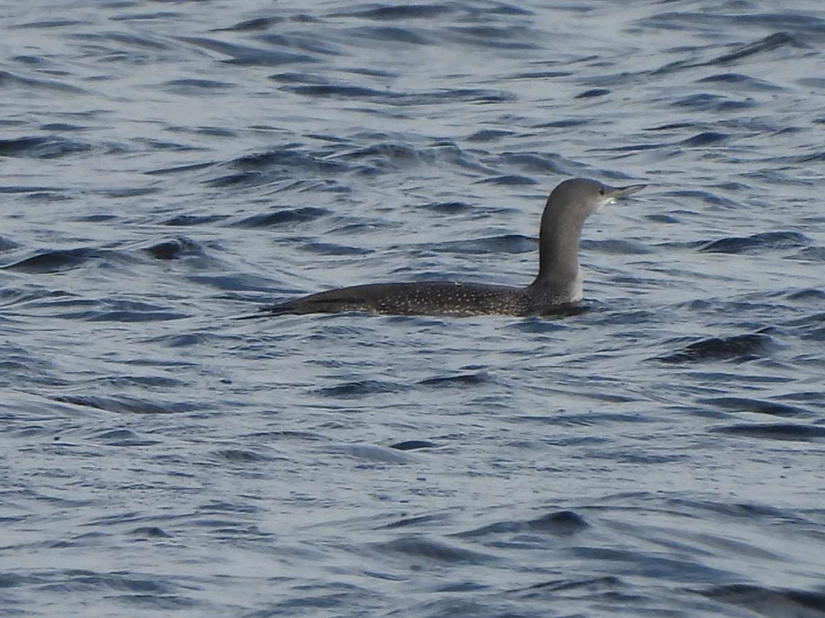 Red-throated Loon - ML610734745