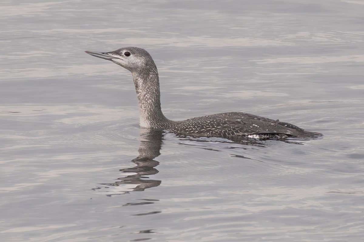 Red-throated Loon - ML610735338