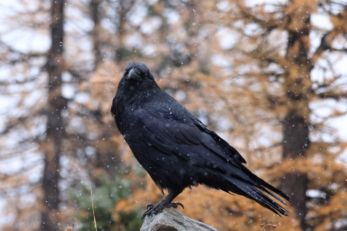Common Raven - ML610735522