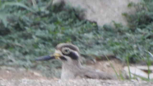 Great Thick-knee - ML610735928