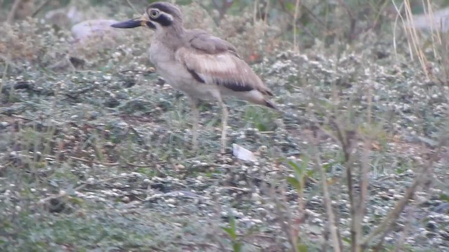 Great Thick-knee - ML610735960