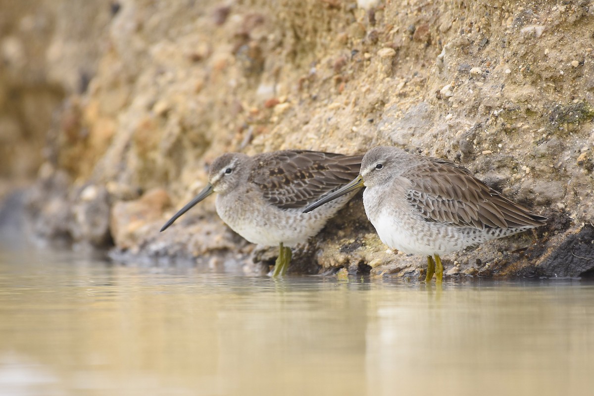 Long-billed Dowitcher - ML610735984