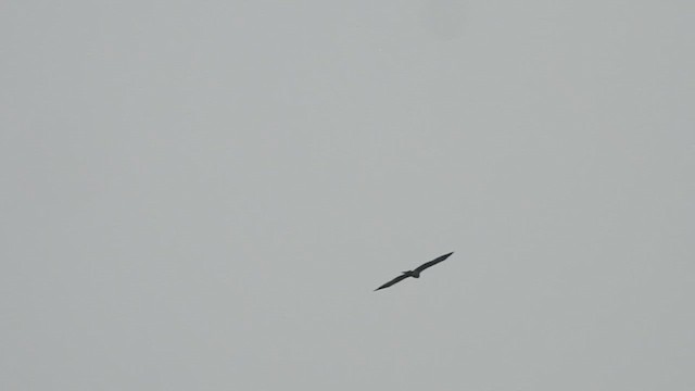 Black Kite - ML610736156