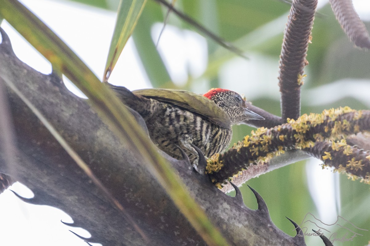 Green-backed Woodpecker (Plain-backed) - Quentin Guibert