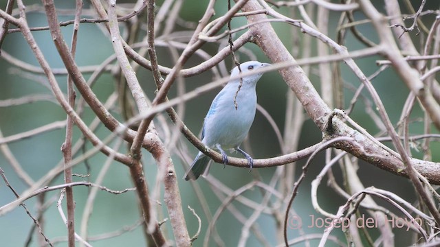 Blue-gray Tanager - ML610736659