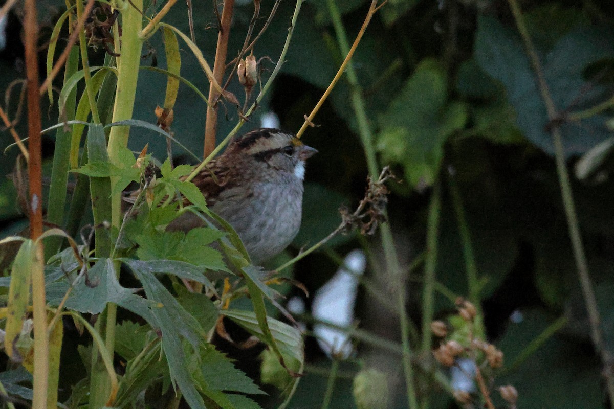 White-throated Sparrow - ML610736745