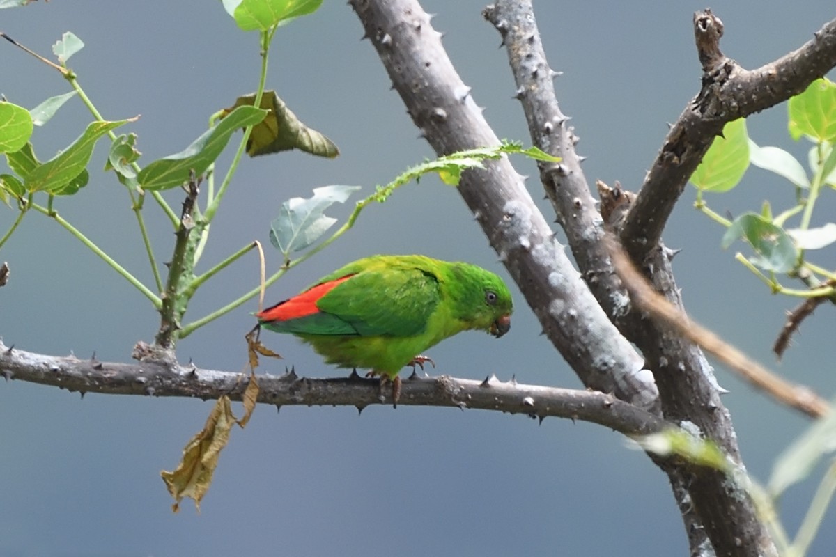 Yellow-throated Hanging-Parrot - ML610736824