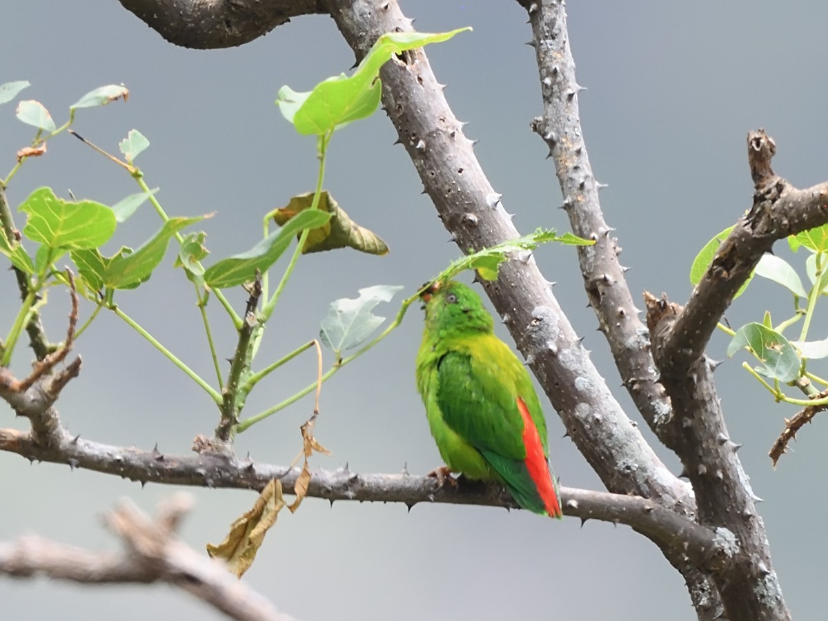 Yellow-throated Hanging-Parrot - ML610736825