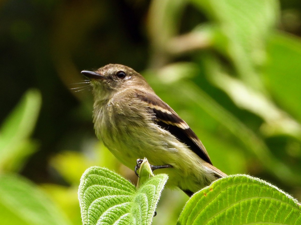 Olive-chested Flycatcher - ML610737433