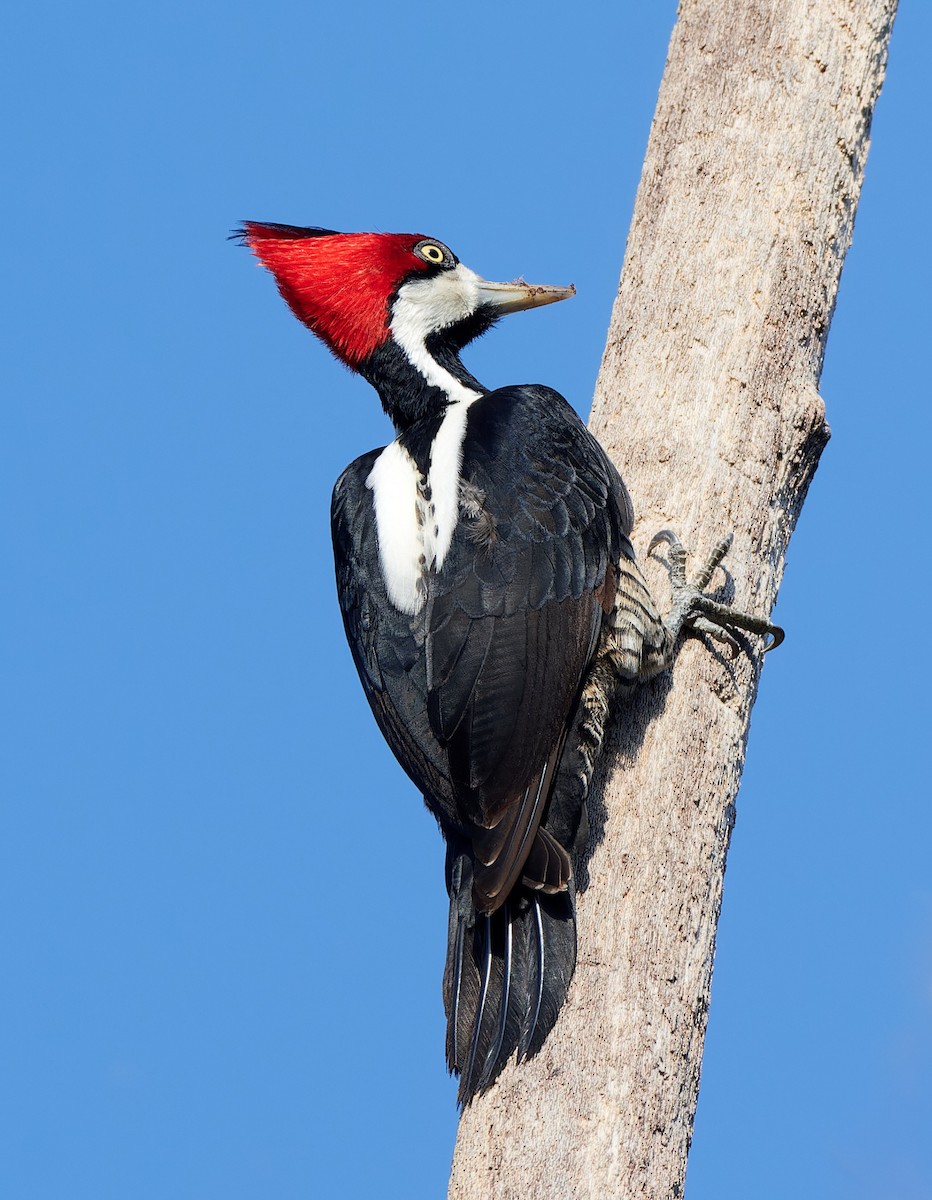 Crimson-crested Woodpecker - ML610737868