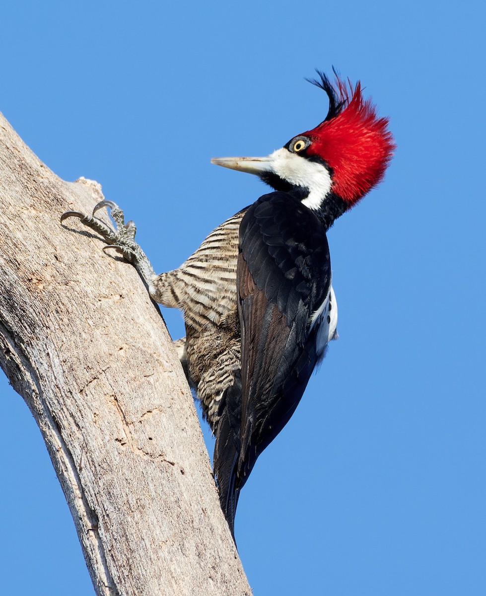 Crimson-crested Woodpecker - ML610737875