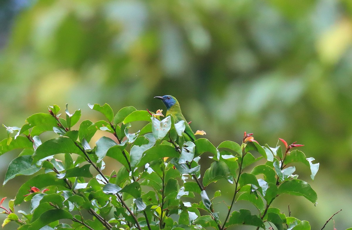 Blue-masked Leafbird - ML610737890