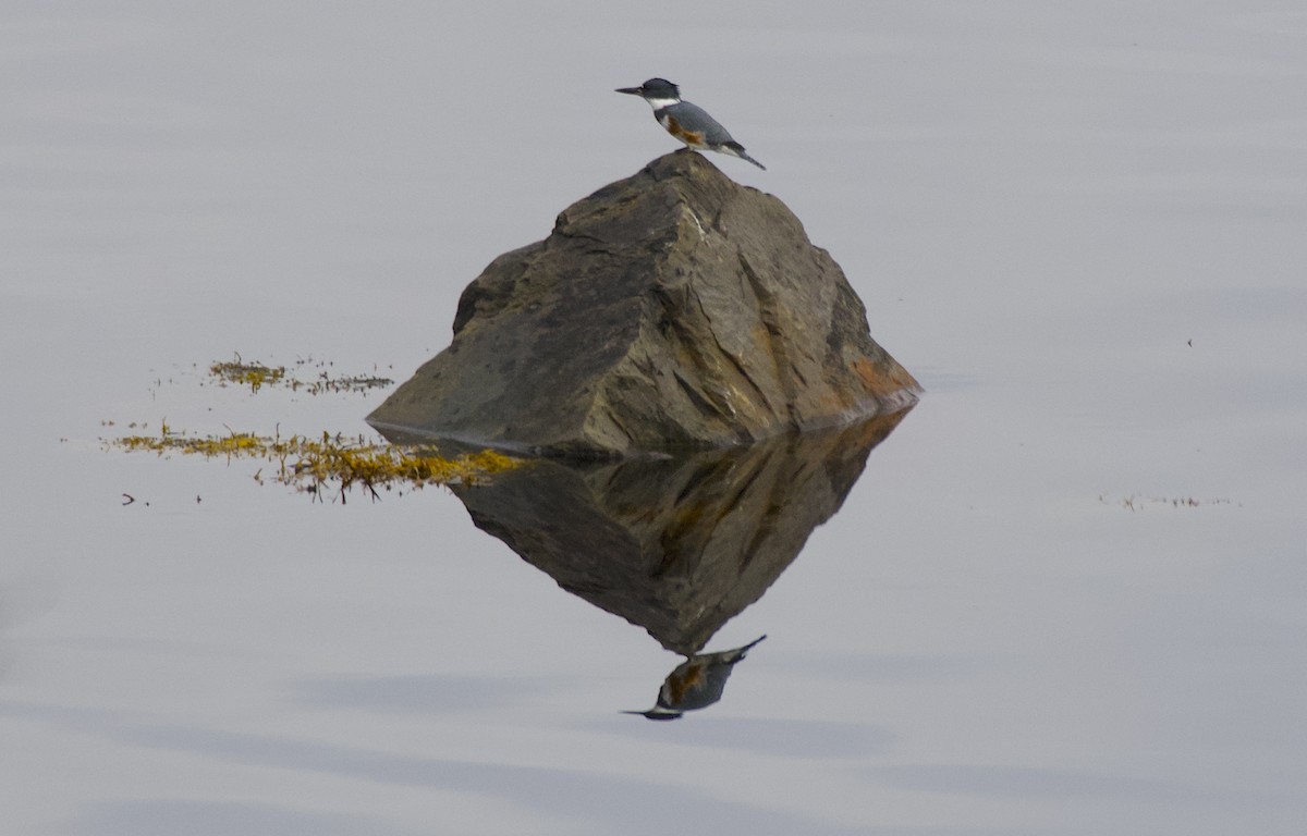 Belted Kingfisher - ML610738233