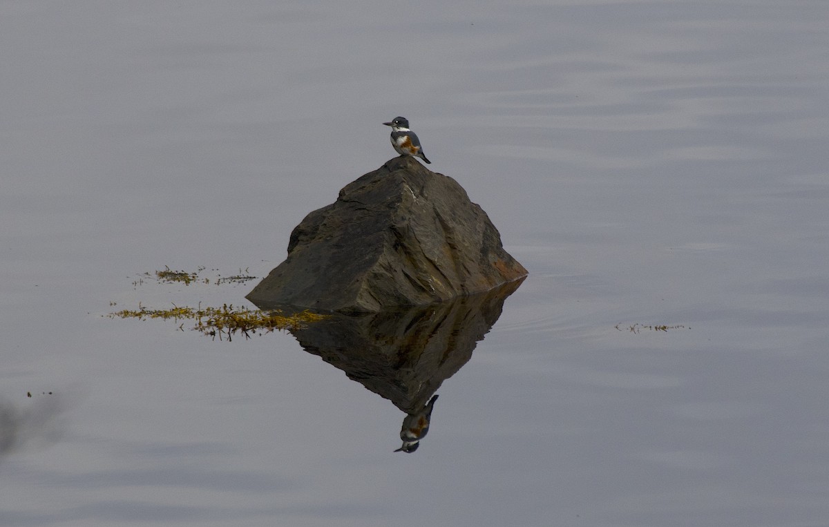 Belted Kingfisher - ML610738234
