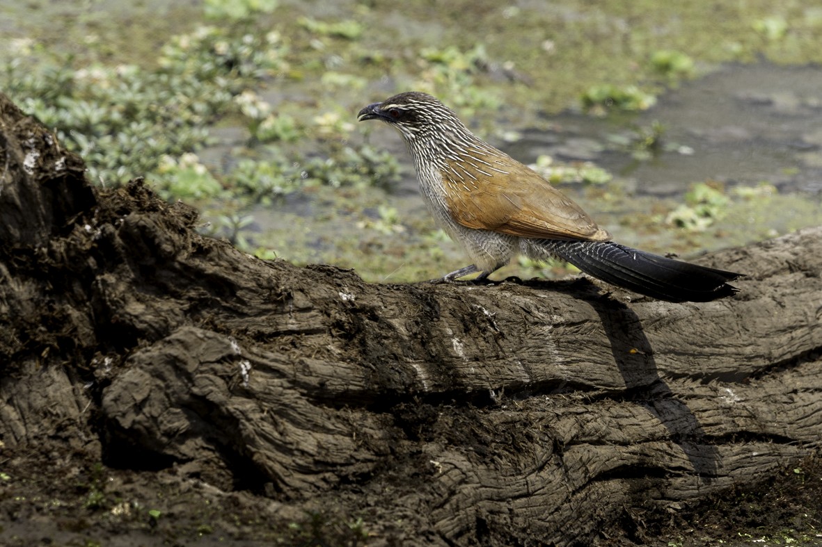 White-browed Coucal - ML610738654