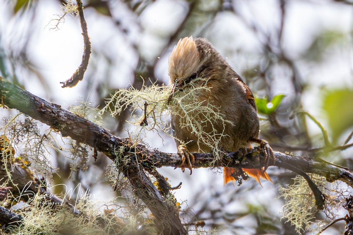 Creamy-crested Spinetail - ML610739318