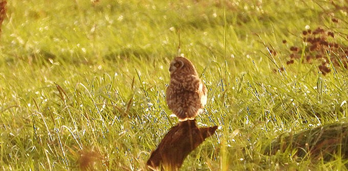 Short-eared Owl - ML610739331