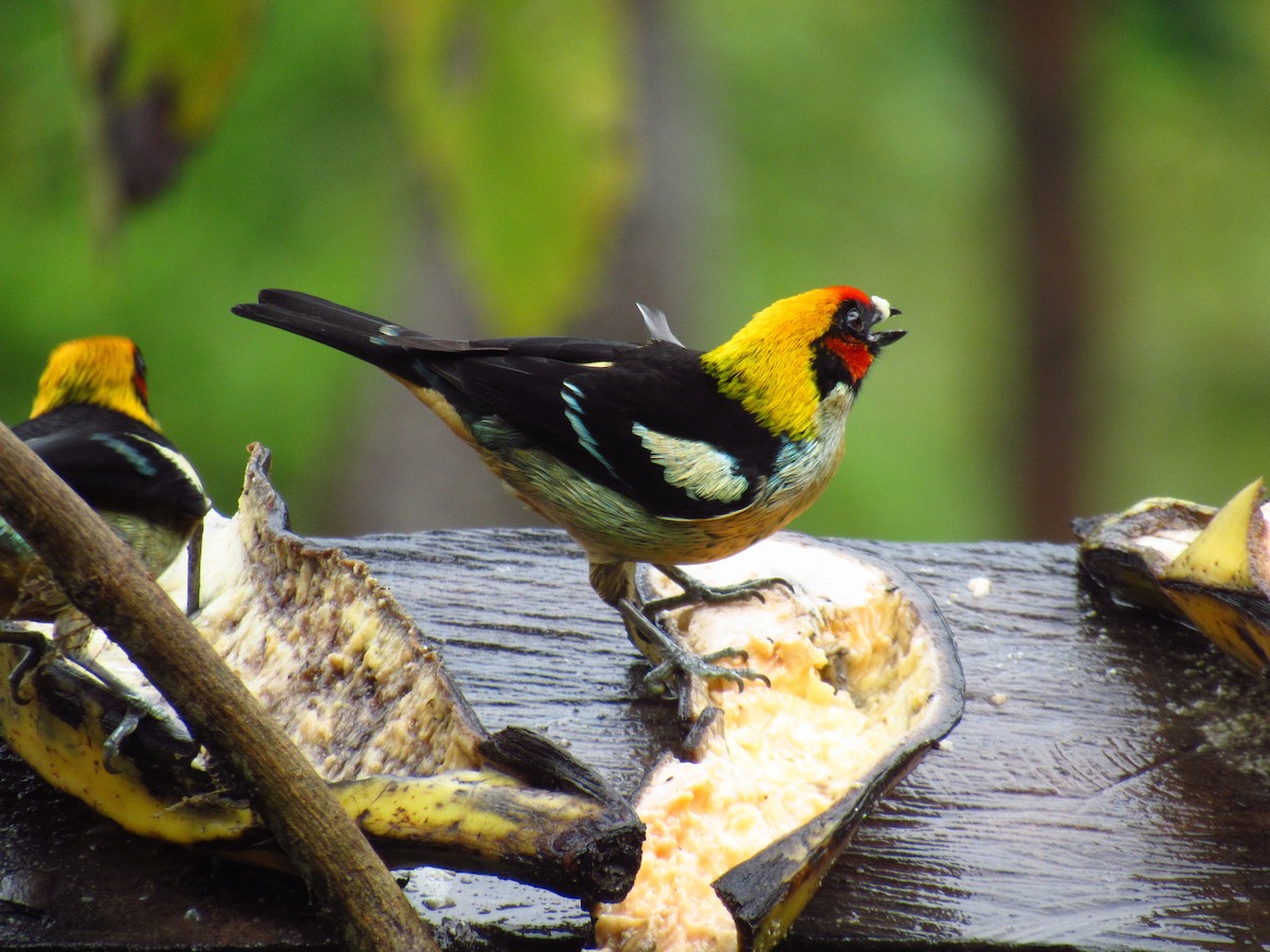 Flame-faced Tanager (Flame-faced) - ML610739806